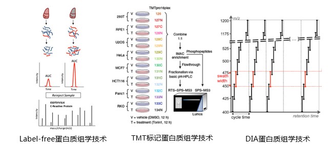 蛋白质鉴定以及定量蛋白质组学3.jpg