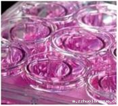 细胞米兰足球直播频道是生命科学探索的基石