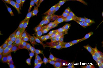 细胞免疫荧光