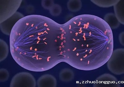 干细胞诱导分化