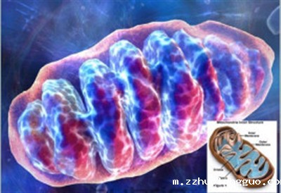 线粒体膜电位检测