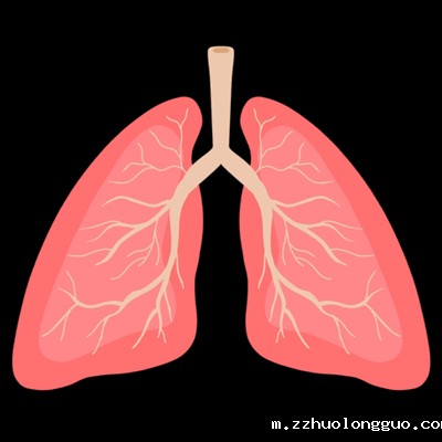 肺类器官