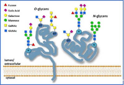 蛋白质N/O-糖基化修饰鉴定