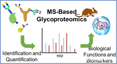 基于质谱的N-糖基化蛋白质组学