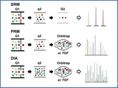 蛋白质绝对定量