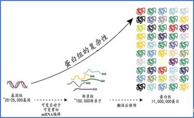 蛋白质翻译后修饰