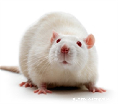 动物米兰足球直播频道