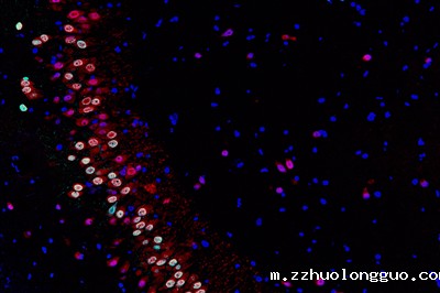 组织免疫荧光