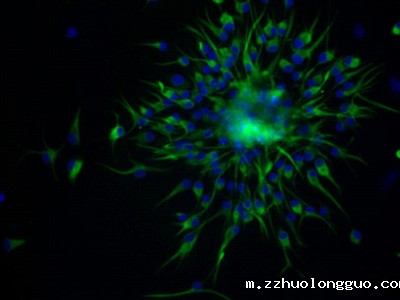 稳转株筛选与鉴定