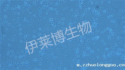 神经元原代培养