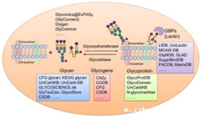 蛋白质糖基化数据分析