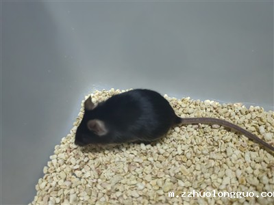 脂肪肝动物模型