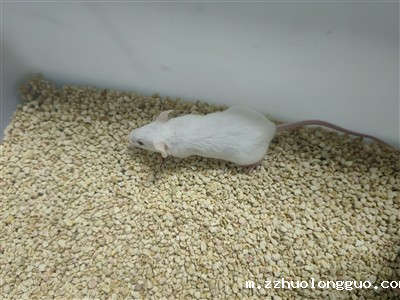 溃疡性结肠炎动物模型