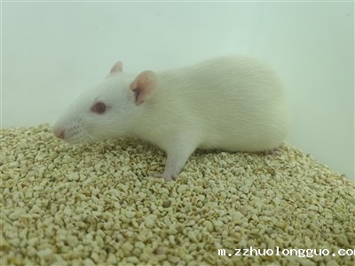 慢性阻塞性黄疸模型